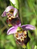 Ophrys apulica